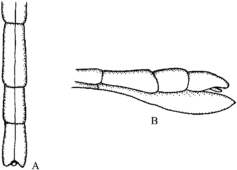 1.2 小角短肛䗛